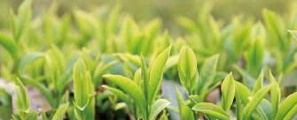 廣西西林京桂古道茶業(yè)公司怎么樣？是國企嗎？和廣西農(nóng)墾集團啥關(guān)系？